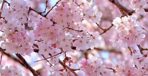 Are There Any Scientific Studies Supporting the Efficacy of Sakura Extract?